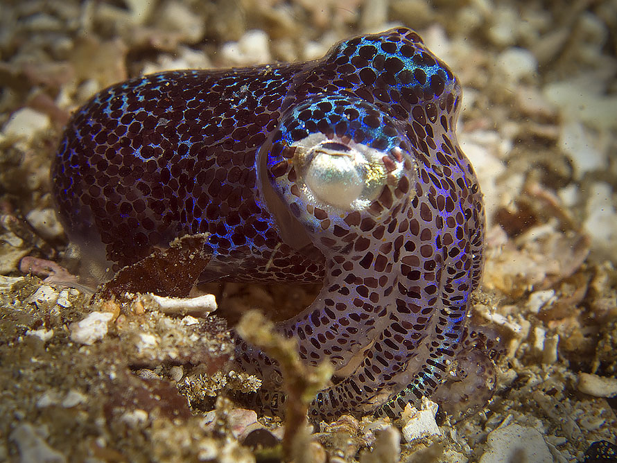 Euprymna berryi.